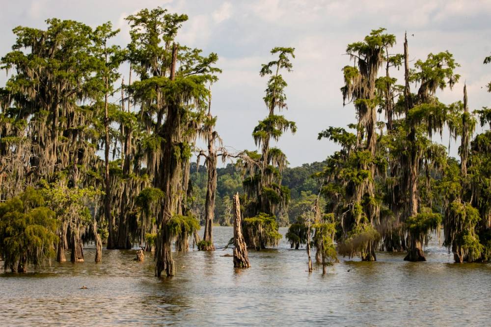 Cypress trees standing in still bayou water